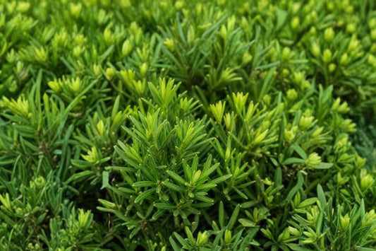 20 Podocarpus Live Plants, Podocarpus macrophyllus Japanese Yew, Evergreen Privacy Hedge Plants, Landscape Shrub Starter Pack