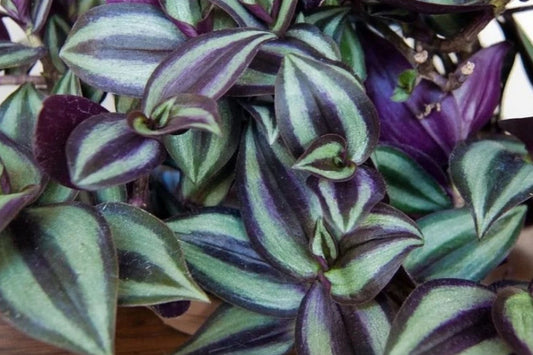 12 Tradescantia Zebrina Live Cuttings, 4–6 Inch Purple Inch Plant Cuttings, Variegated Trailing Houseplant Propagation