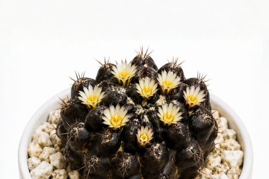 Neochilenia huascensis Black Cactus Live Plant, 4 Inch Pot, Dark Collector Cactus, Rare Desert Succulent Plant