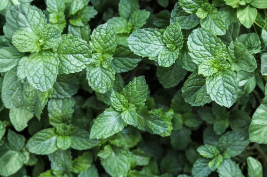 Live Mint Plant, 3.5 Inch Pot, Approx 7 Inches Tall, Fresh Aromatic Mint Herb, Kitchen & Container Garden Plant