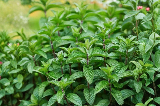 Mojito Mint Live Plant, Mentha × villosa, 4 Inch Pot, Approx 5 Inch Tall, Aromatic Culinary Herb Garden Plant