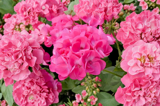 Pink Bel Geranium Live Plant, Pelargonium Potted Flowering Plant, Pink Blooming Geranium, Patio Container Flower