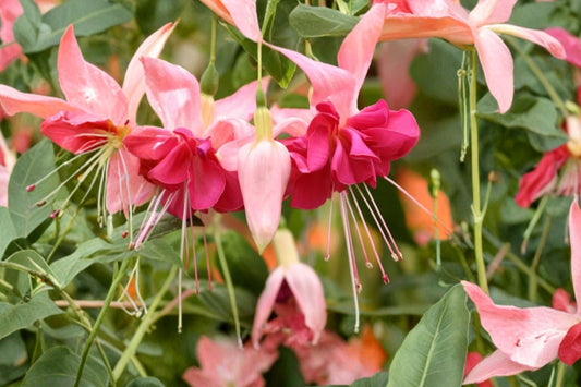 New Millennium Fuchsia Live Plant, 6 Inch Pot, Double Flowering Fuchsia, Purple Red Patio Container & Hanging Basket Plant