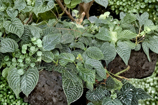 White Fittonia Live Plant, 4 Inch Pot, White Nerve Plant, Fittonia albivenis, Tropical Terrarium Houseplant