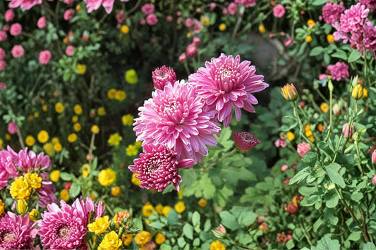7 Pink Ryan’s Mum Root Starts, Live Chrysanthemum Plants, Pink Flowering Perennial Garden Mums, Daisy Style Flowers