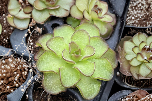 Assorted Pinguicula Butterwort Live Carnivorous Plant, 2 Inch Pot, Insect Eating Plant, Collector Carnivorous Houseplant
