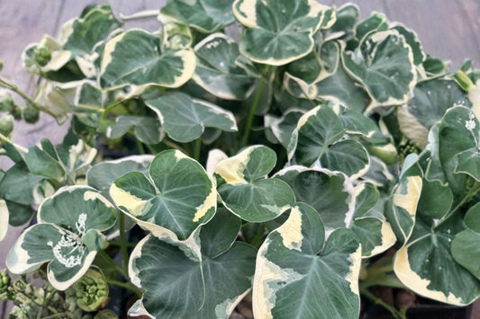 Mickey Mouse Elephant Ear Live Plant, Variegated Xanthosoma, Tropical Aroid Houseplant, Rare Green White Foliage Plant