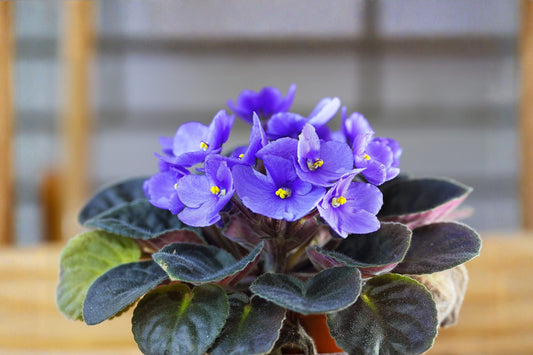 Cobalt Blue Purple African Violet Live Plant, 4 Inch Pot, Saintpaulia Indoor Flowering Houseplant, Potted Violet