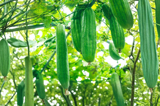 2 Luffa Live Plants in 4 Inch Pot, Luffa aegyptiaca Sponge Gourd Plants, Loofah Vine, Natural Sponge Gourd Garden Starter