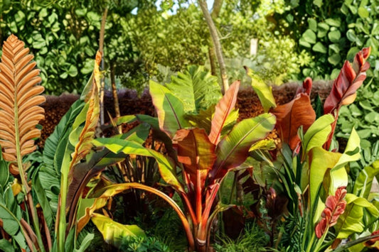 Cuban Red Banana Live Plant, Red Banana Musa Starter Plant, Tropical Fruit Tree, Red Foliage Patio Container Banana Plant