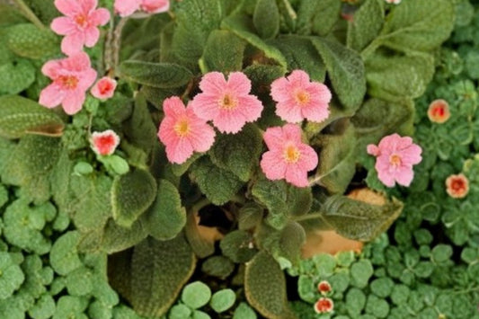 Episcia Pink Panther Live Plant, 4 Inch Pot, Pink Variegated Flame Violet, Trailing Tropical Houseplant