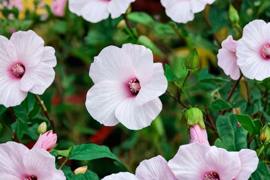 Hardy Hibiscus Live Starter Plant, Hibiscus moscheutos, Rose Mallow, Swamp Mallow Flowering Perennial Garden Plant