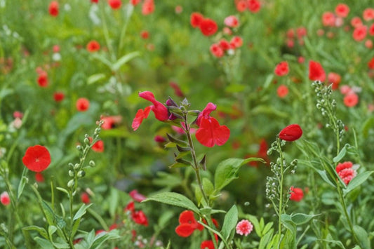 15+ Red Autumn Sage Cuttings, Salvia greggii Live Cuttings for Propagation, Red Flowering Sage, Pollinator Garden Plant