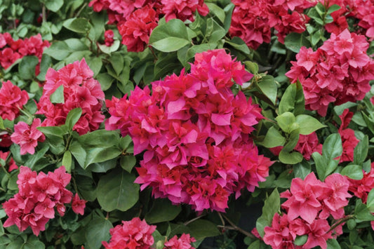 Red Bougainvillea Live Plant, 8–10 Inch Tall in 4 Inch Pot, Tropical Flowering Vine, Patio Container Garden Plant