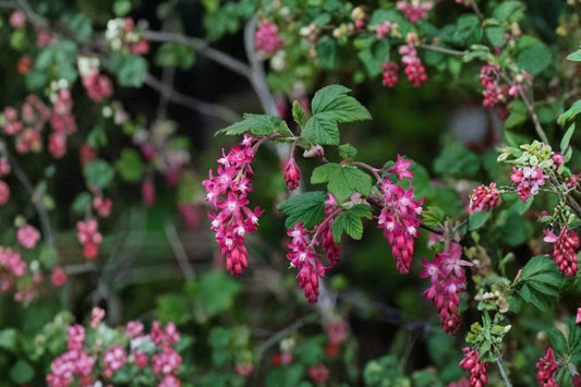 Flowering Currant Live Plant, Ribes sanguineum Flowering Shrub, Pink Spring Blooms, Pollinator Garden Ornamental Plant