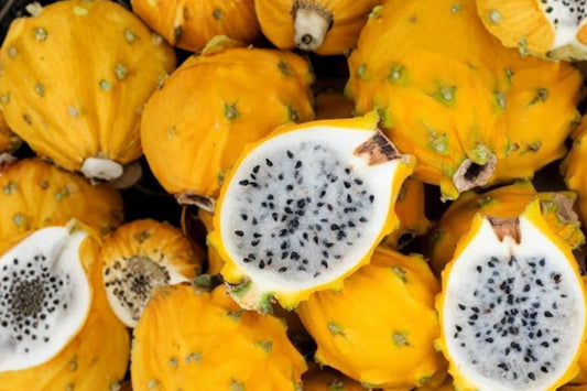 Yellow Dragon Fruit Live Plant, Selenicereus megalanthus, 1 Rooted Tropical Cactus Starter, Yellow Pitaya Fruit Plant