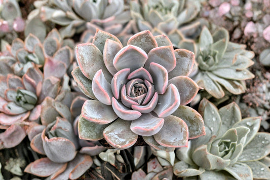 Echeveria Plato Rose Live Succulent, 2.5 Inch Bare Root Plant, Pink Rosette Echeveria, Collector Succulent
