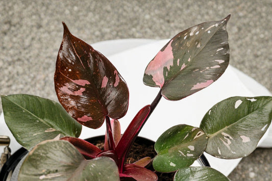Pink Princess Philodendron Live Plant, 5–8 Inch Tall, Pink Variegated Philodendron, Philodendron erubescens Houseplant