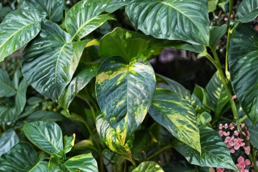 Hawaiian Golden Pothos Live Rooted Starter Plant, Variegated Giant Pothos, Epipremnum aureum Climbing Tropical Houseplant