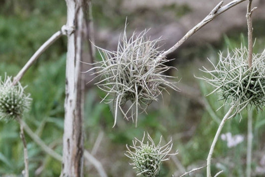 Tillandsia recurvata Live Air Plant, Ball Moss Bromeliad, Rootless Epiphytic Airplant, Tropical Tillandsia Plant