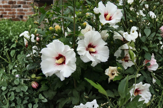 2 Rose of Sharon Live Plants, Hibiscus syriacus Rooted Starter Shrubs, Flowering Hardy Hibiscus Garden Bush
