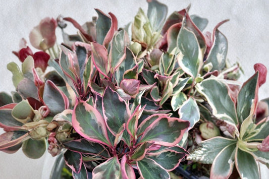 Peperomia Quito Live Plant, 4 Inch Pot, Colorful Peperomia Houseplant, Tropical Foliage Plant, Indoor Plant