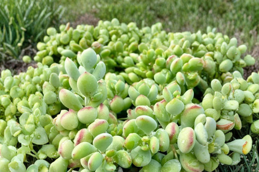 3 Cotyledon Pendens Cuttings, Unrooted Live Succulent Cuttings, Trailing Succulent Plant, Collector Succulent for Propagation