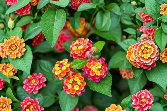 2 Anne Marie Lantana Live Plants, 4–6 Inch Tall Starter Plants, Pink Yellow Flowering Lantana, Pollinator Garden Shrub