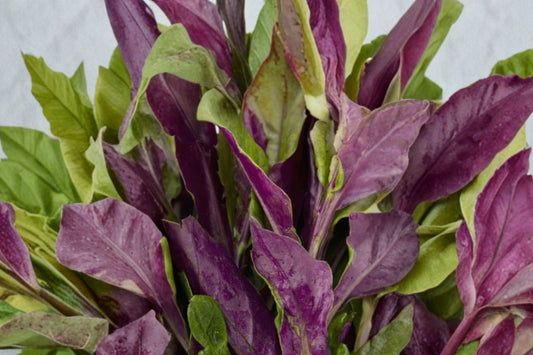 Okinawa Spinach Live Plant, 8–12 Inch Gynura bicolor, Edible Perennial Leafy Green, Purple Green Tropical Vegetable