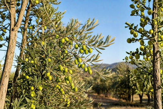 Manzanillo Olive Tree Live Plant, Olea europaea Manzanillo, Fruiting Olive Starter Tree, Mediterranean Patio Garden Plant