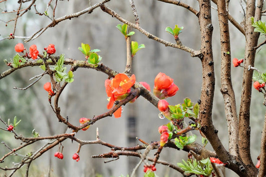 Chojubai Japanese Flowering Quince Live Plant, Chaenomeles japonica, 2–3 Gallon Bonsai Starter, Red Flowering Shrub