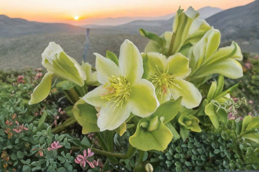 Snow Love Hellebore Live Plant with Roots, Winter Magic Helleborus, White Flowering Shade Perennial, Lenten Rose Starter