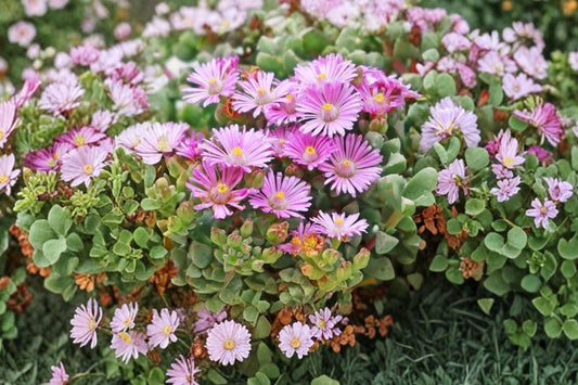 Pink Vygie Live Plant, 4 Inch Pot, Oscularia deltoides Ice Plant, Pink Flowering Trailing Succulent Ground Cover