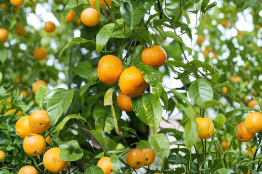 2 Satsuma Mandarin Seedling Live Citrus Trees, 6–12 Inch Starter Plants, Citrus unshiu, Tropical Subtropical Fruit Plants
