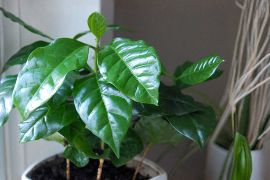 4 Coffee Arabica Live Plants, Coffea arabica Starter Plants, Tropical Coffee Tree Houseplants, Potted Indoor Outdoor Plants