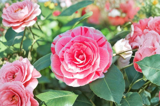 Daikagura Camellia Japonica Live Plant, 4L Starter, Japanese Camellia Flowering Evergreen Shrub, Pink Variegated Garden Plant
