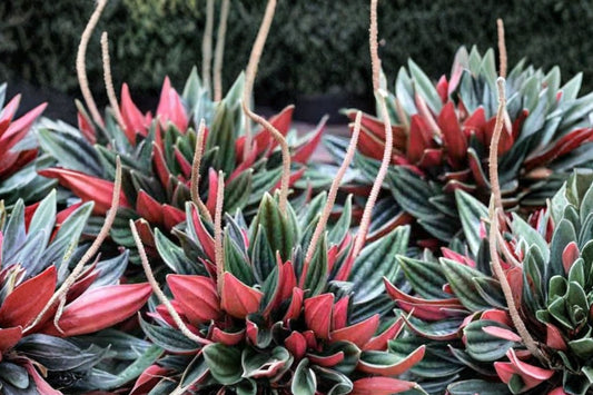 Peperomia Rosso Live Plant, 4 Inch Nursery Pot, Red Green Peperomia, Ripple Leaf Tropical Indoor Houseplant
