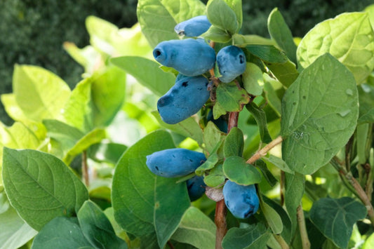 Aurora Honeyberry Live Plant, 3 Year Old Gallon Grown Lonicera caerulea, Haskap Berry Bush, Cold Hardy Fruit Shrub