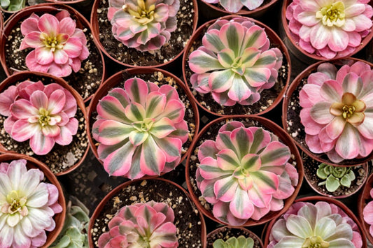 Pink Witch Aeonium Live Plant, 1 Variegated Succulent, Aeonium Pink Witch, Pink Cream Green Rosette Collector Plant