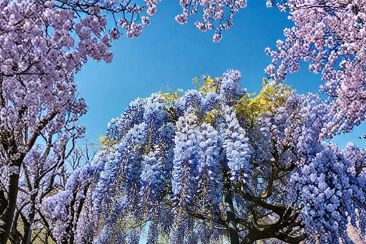 Blue Chinese Wisteria Live Plant, 1–2 Ft Rooted Vine, Wisteria sinensis, Purple Blue Flowering Climbing Vine