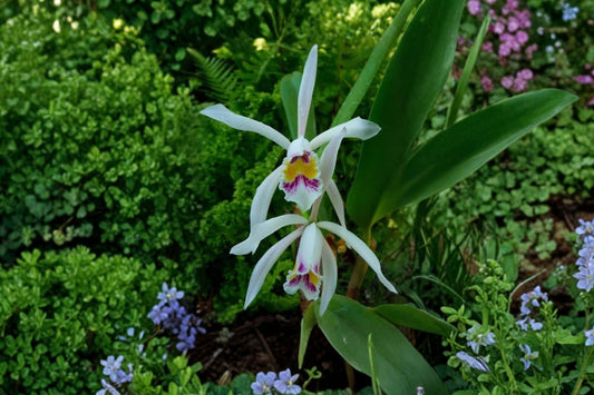 Cattleya iricolor Live Orchid Plant, 2 Inch Pot, Fragrant White Cream Flowering Cattleya Species Orchid Starter