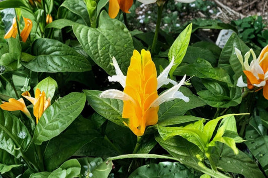 Yellow Shrimp Plant Live Plant in Pot, Pachystachys lutea, Tropical Yellow Flowering Shrub, Patio Container Plant