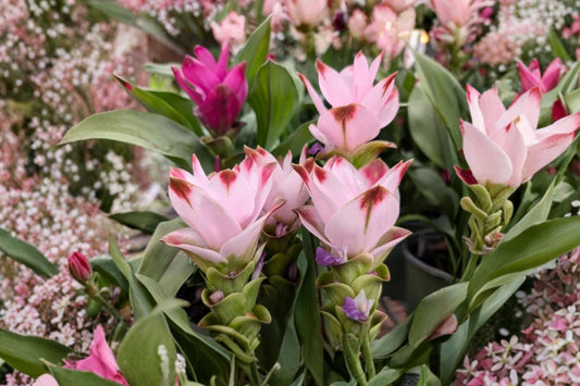 Curcuma Siam Swing Live Plant, 4–6 Inch Starter, Ships Without Pot, Tropical Flowering Ginger, Siam Tulip Plant