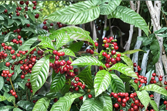 Coffee Arabica Live Plant, Coffea arabica Coffee Tree Starter, Tropical Evergreen Houseplant, Indoor Patio Coffee Plant
