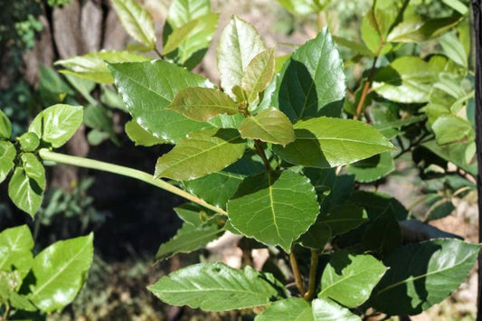 Bay Laurel Live Plant, Laurus nobilis Culinary Bay Herb, Sweet Bay Starter Plant, Aromatic Evergreen Herb, Ships Without Pot