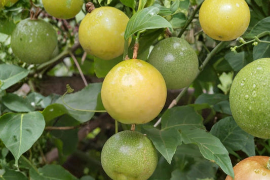 Yellow Passion Fruit Live Plant, 4–6 Inch Rooted Starter Vine, Tropical Passiflora Fruit Plant, Ships Without Pot