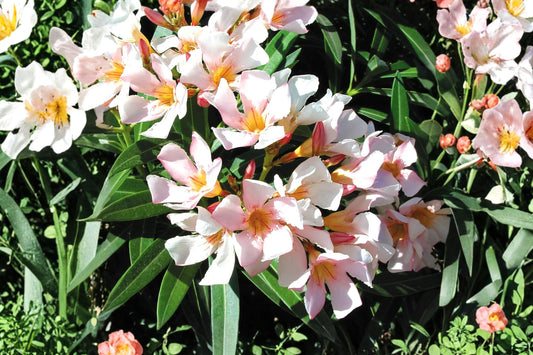Dwarf Salmon Oleander Live Plant, 4–8 Inch Potted Starter, Salmon Pink Flowering Shrub, Compact Patio Nerium Oleander