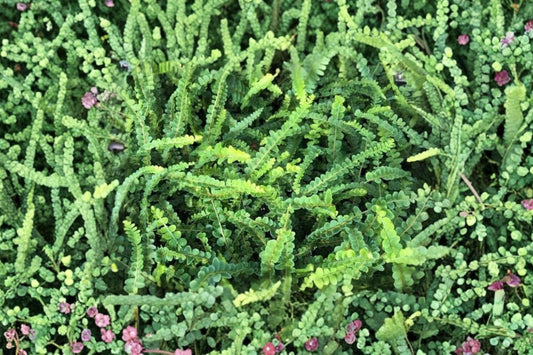 Lemon Button Fern Live Plant, 4 Inch Pot, Nephrolepis cordifolia Duffii, Compact Tropical Indoor Houseplant