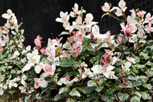 Snow Jasmine Live Plant, 3–5 Inch Starter, Ships Without Pot, Variegated Ornamental Jasmine, Tropical Foliage Plant