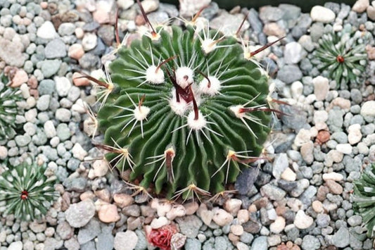 Stenocactus multicostatus Brain Cactus Live Plant, Potted Cactus, Ribbed Collector Cactus, Unique Desert Succulent